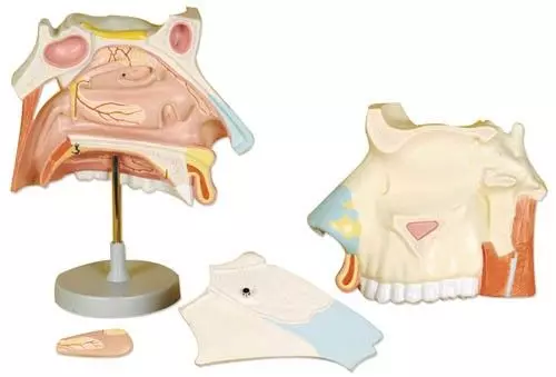 Modelo de cavidad nasal en 3 piezas C182 Erler Zimmer