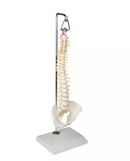 Modelo de columna vertebral en miniatura suspendida con pelvis 4002 Erler Zimmer