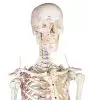 Esqueleto Arnold con marca de los músculos 3008 Erler Zimmer