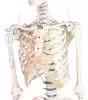 Esqueleto Arnold con marca de los músculos 3008 Erler Zimmer