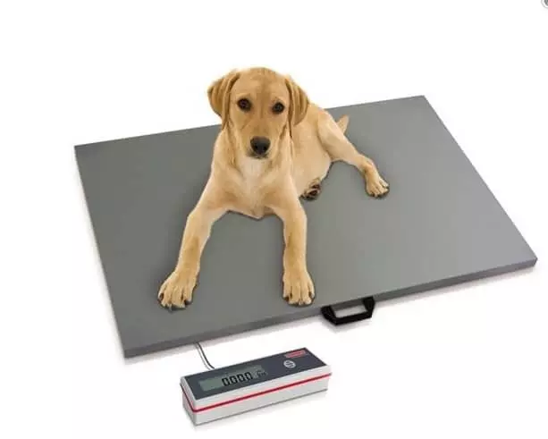 Báscula veterinaria Soehnle 7858 con plataforma de acero inoxidable 