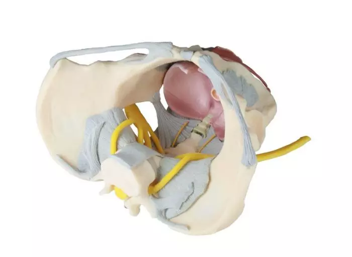 Modelo de pelvis femenina con ligamento y nervios Erler Zimmer 4070B
