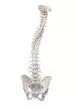 Modelo de columna vertebral con pelvis sin soporte 4006 Erler Zimmer