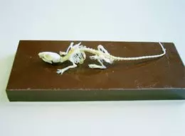 Esqueleto de ratón T30011-2