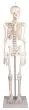 Esqueleto en miniatura Daniel con músculos numerados 3035 Erler Zimmer