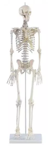 Esqueleto en miniatura Daniel con músculos numerados 3035 Erler Zimmer