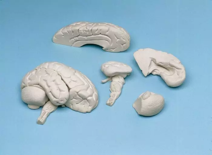 Modelo de cerebro en 8 partes C85 Erler Zimmer