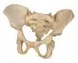 Modelo de pelvis de un  niño de 5 años 4051 Erler Zimmer