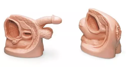 Kit de cateterismo masculino y femenino Erler Zimmer R11004