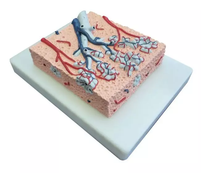 Modelo de lóbulo pulmonar G420 Erler Zimmer