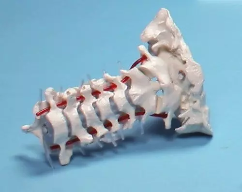 Vértebras cervicales con base del cráneo Erler Zimmer 4073/1