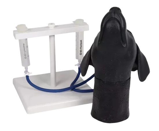 Modelo de cabeza canina Erler Zimmer para entrenamiento de venopunción yugular