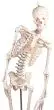 Esqueleto en miniatura Fred con columna vertebral flexible y músculos numerados 3045 Erler Zimmer