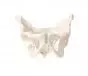 Pelvis masculina con sacro 4052 Erler Zimmer